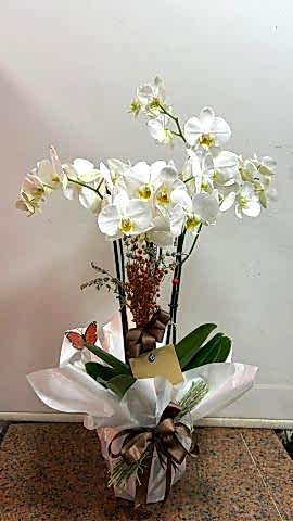 3 dallı beyaz orkide