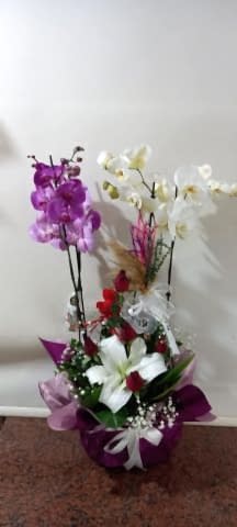 mor beyaz orkide aranjmanı