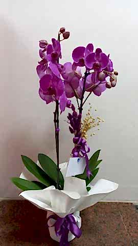 çift dal mor orkide