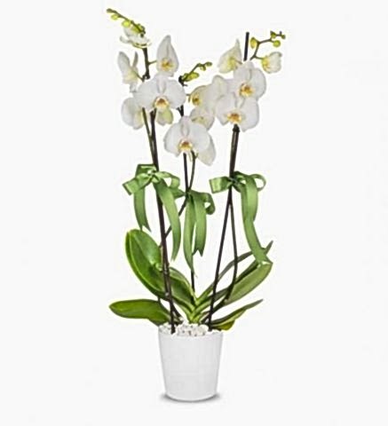 3 dallı beyaz orkide