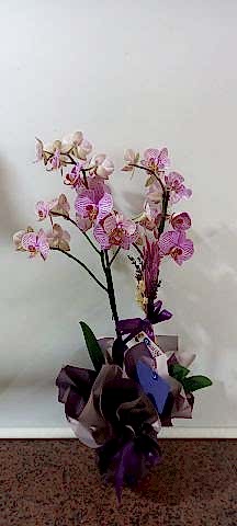 çift dal mor orkide