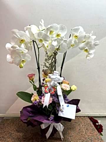 3 DALLI BEYAZ ORKİDE