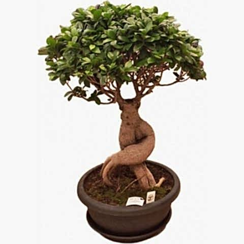 Bonzai çiçeği