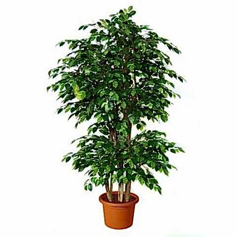 Benjamin Saksı Çiçeği