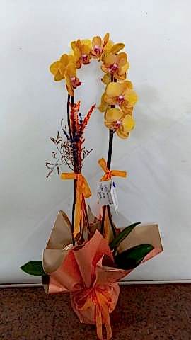 çift dal turuncu orkide