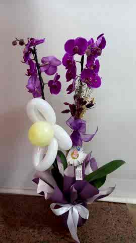çift dal mor orkide