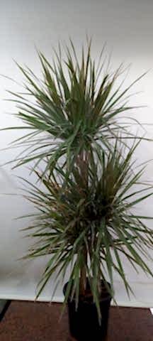 3lü dracaena marginata