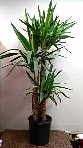 3 LÜ YUKKA ÇİÇEGİ