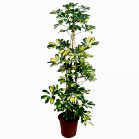 Şeflera (Schefflera)