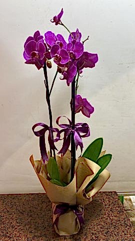çift dal mor orkide