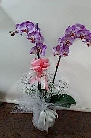 çift dal pembe orkide