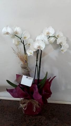 çift dal beyaz orkide