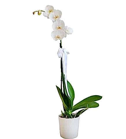 Tekli Beyaz Orkide