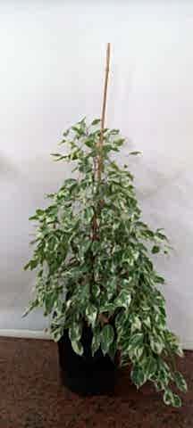 benjamin yeşil beyaz