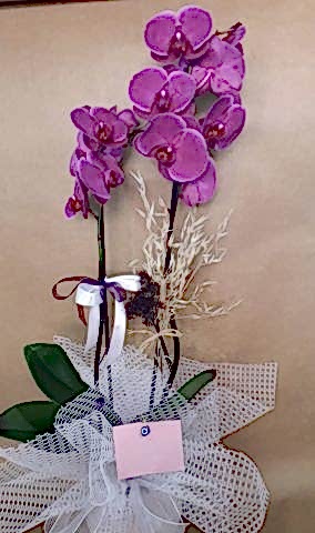 2 dallı mor orkide