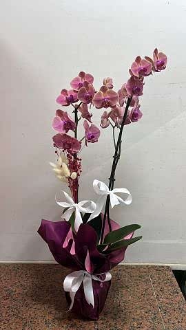 2 dallı pastel orkide