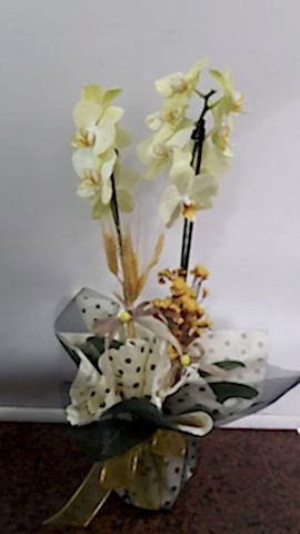 2 DALLI SARI ORKİDE